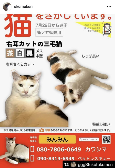 2025.08.08【迷子猫を探されています】