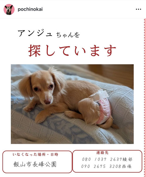 2025.08.08【迷子犬を探されています】