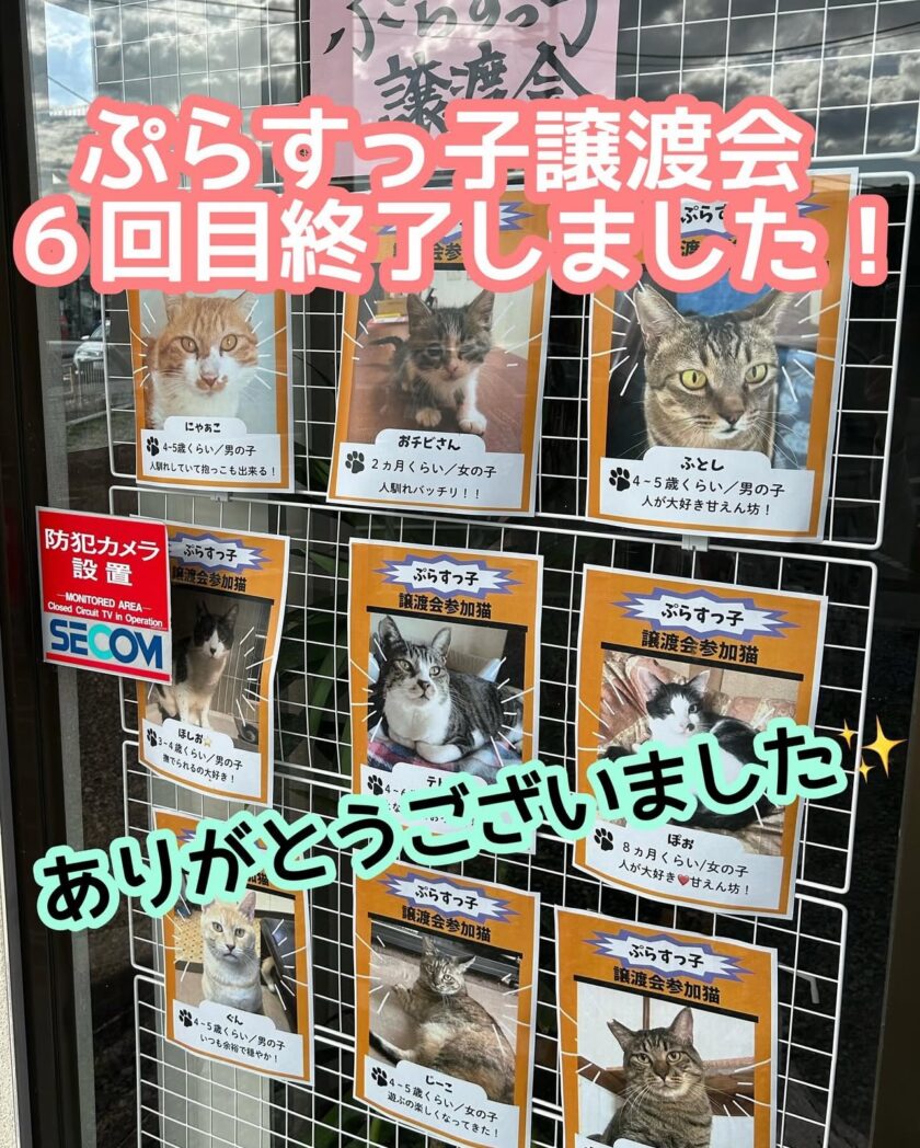 ９月28日　日曜日　猫エイズキャリアぷらすっ子の譲渡会　６回目　終了しました！