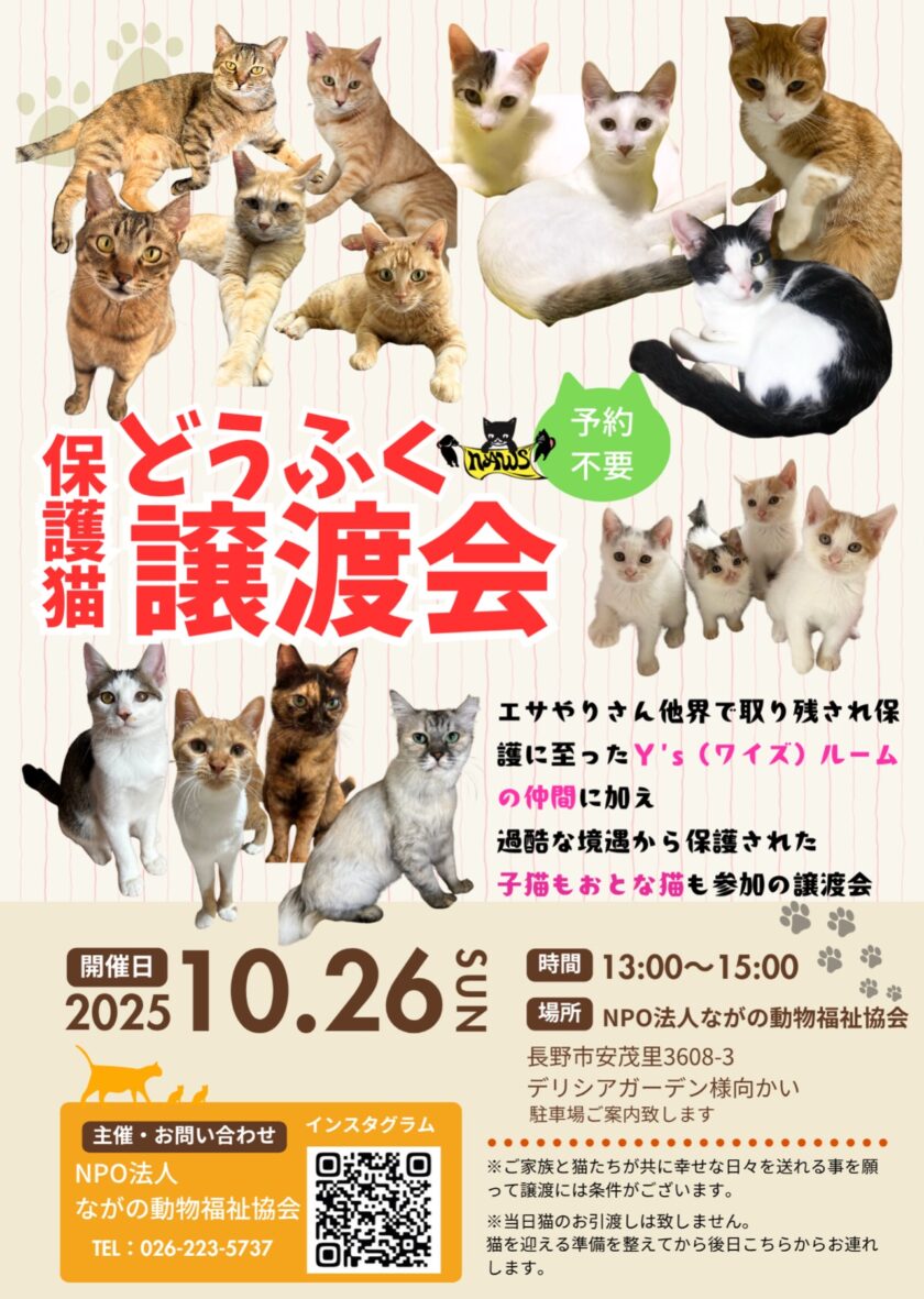 10月26日 日曜日13時〜15時＂どうふく保護猫譲渡会＂を開催致します！