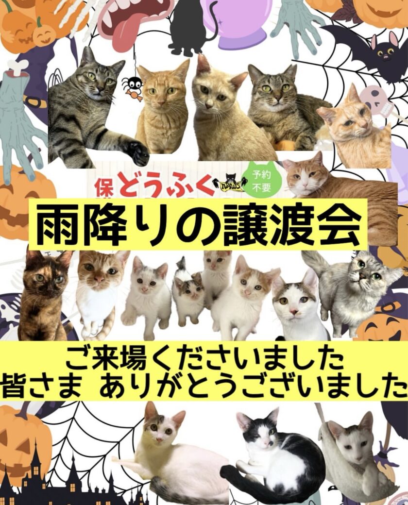 10月26日 日曜日子猫もおとな猫も17頭参加どうふく保護猫譲渡会終了致しました