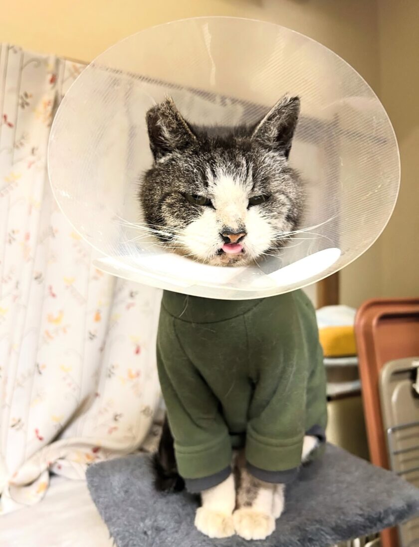 大吉っつぁんハードエリザベスカラーにチェンジです…