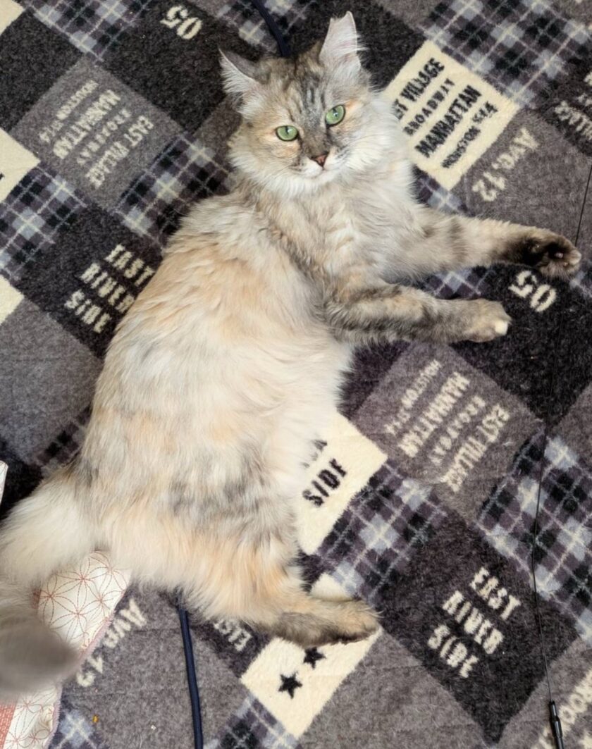 祭莉（まつり）♀正式譲渡！