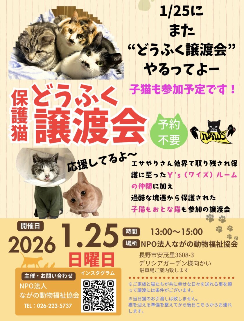 ＂どうふく保護猫譲渡会＂を開催です💫