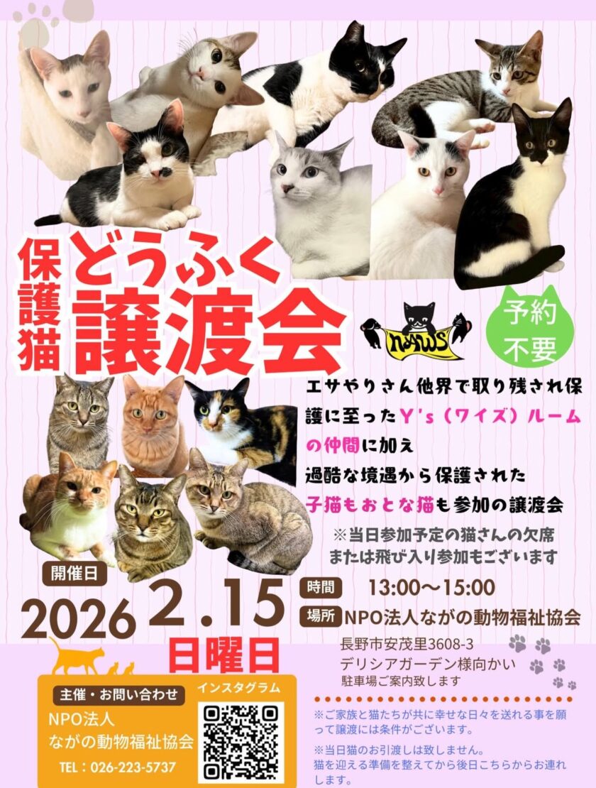 ２月も＂どうふく保護猫譲渡会＂開催です💫