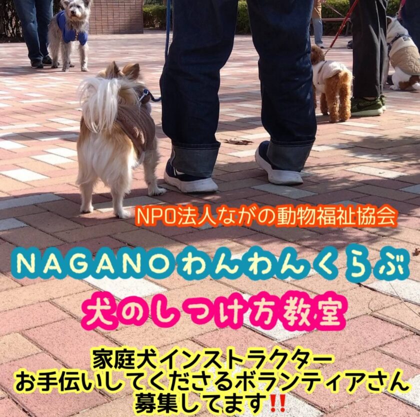 🌻NAGANO　わんわんくらぶ🌻では家庭犬インストラクター安全に教室を開催する為にお手伝いしてくださるボランティアさんを募集しております📢