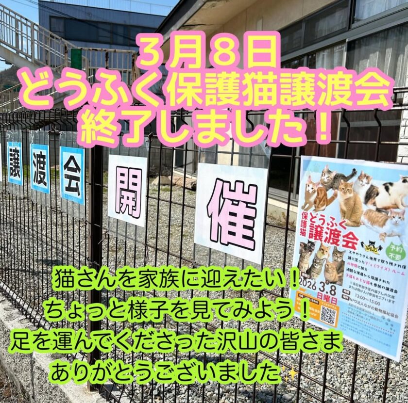 ３月８日　日曜日どうふく保護猫譲渡会🐈‍⬛終了致しました