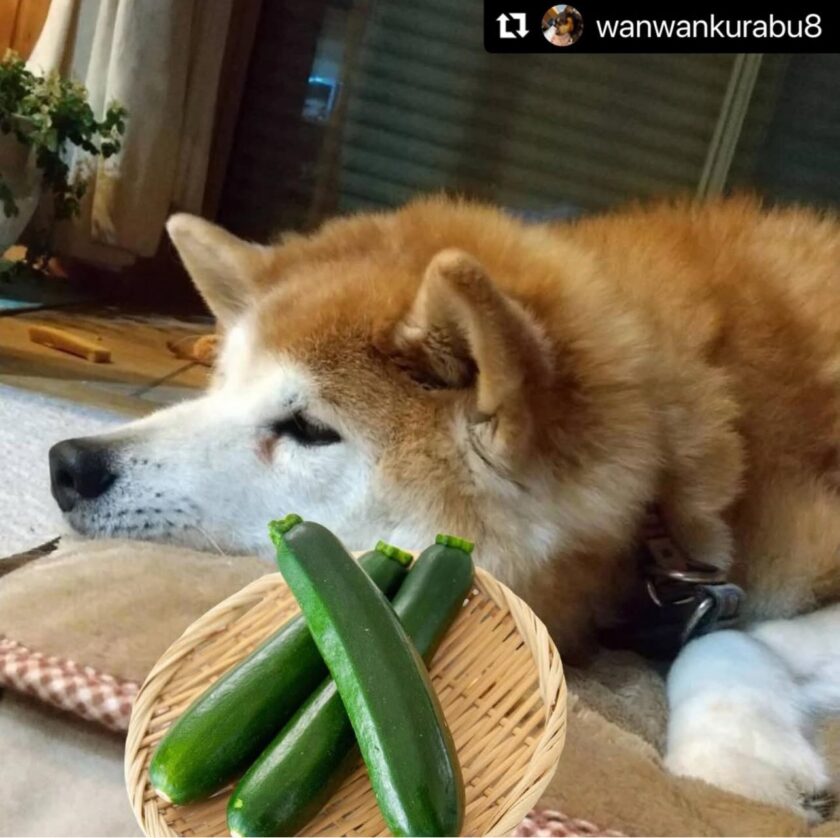 「犬の食糞」について