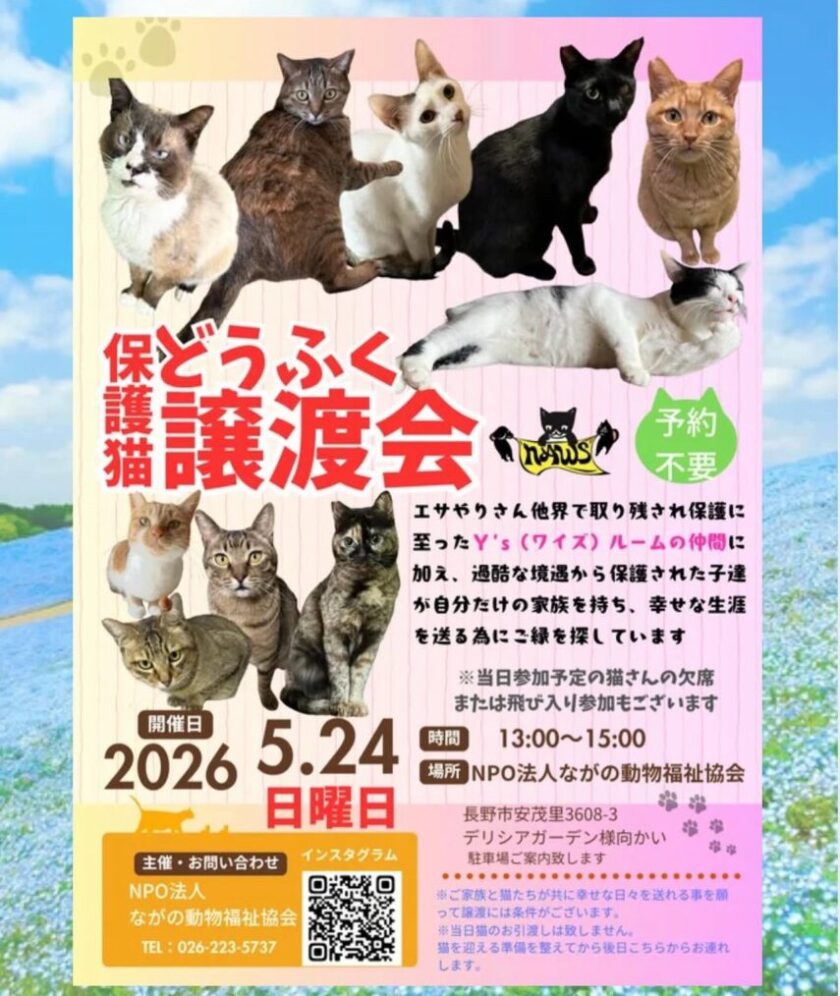 ５月も＂どうふく保護猫譲渡会＂開催💫