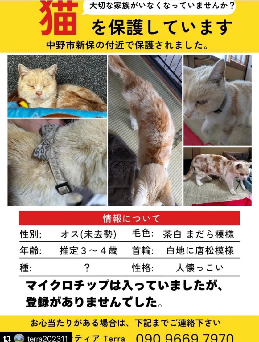猫を保護しています。大切な家族がいなくなっていませんか？
