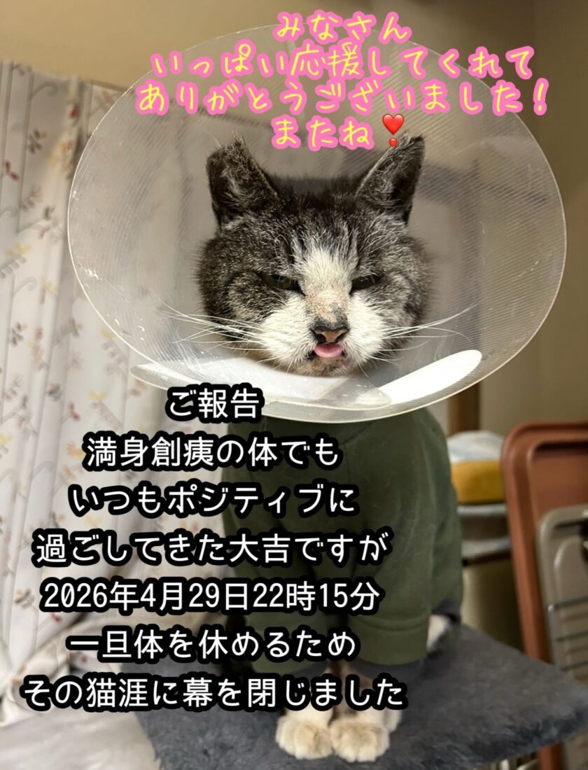 大吉 ♂2026年４月29日 22時15分当協会で過ごすようになって５年その猫生を閉じました