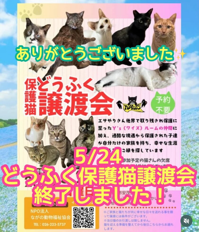 ５月24日　日曜日どうふく保護猫譲渡会🐈‍⬛終了致しました