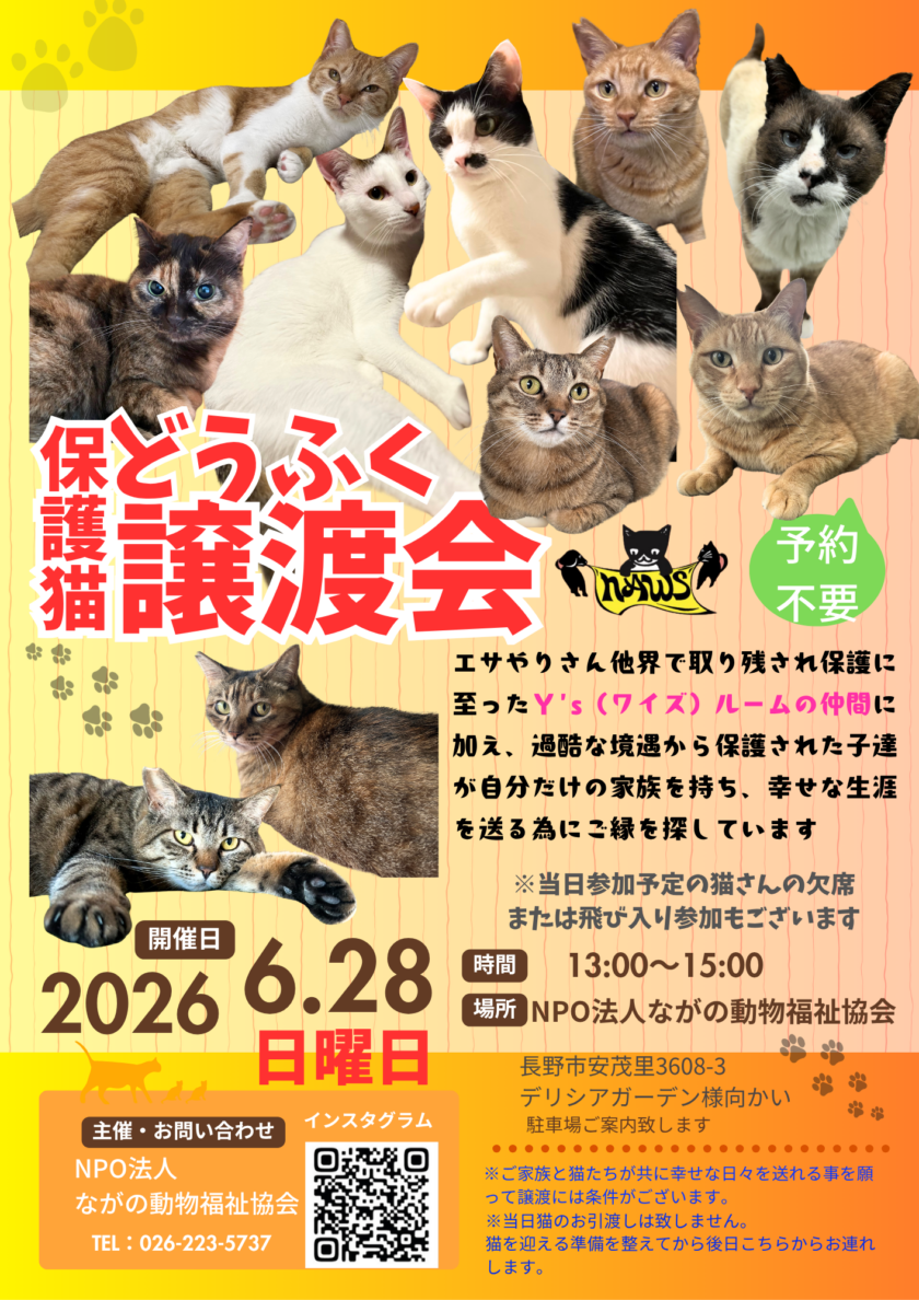 6月＂どうふく保護猫譲渡会＂開催💫