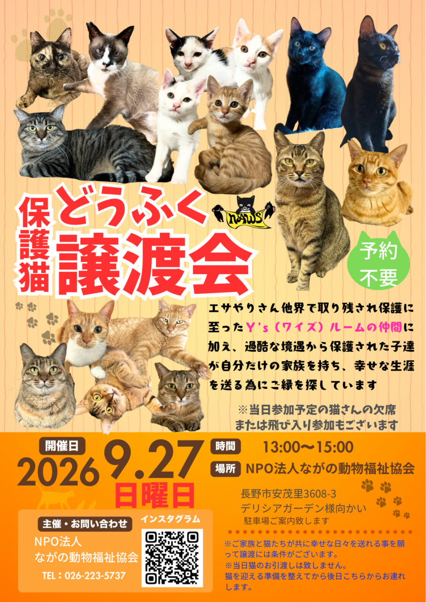 ９月＂どうふく保護猫譲渡会＂開催💫当日13頭ほどの参加を予定してます！
