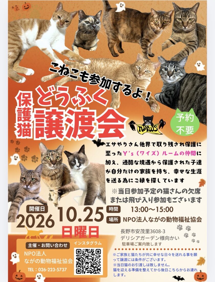 10月＂どうふく保護猫譲渡会＂開催💫当日13〜15頭ほどの参加を予定してます！