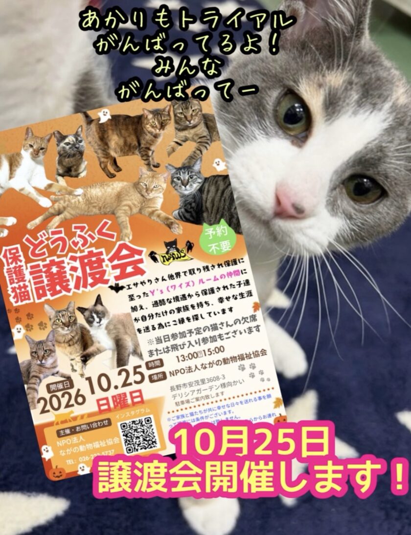 10月も＂どうふく保護猫譲渡会＂💫